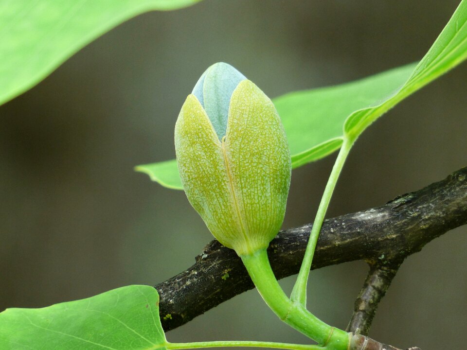 Go up growth liriodendron tulipifera photo