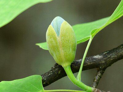 Go up growth liriodendron tulipifera