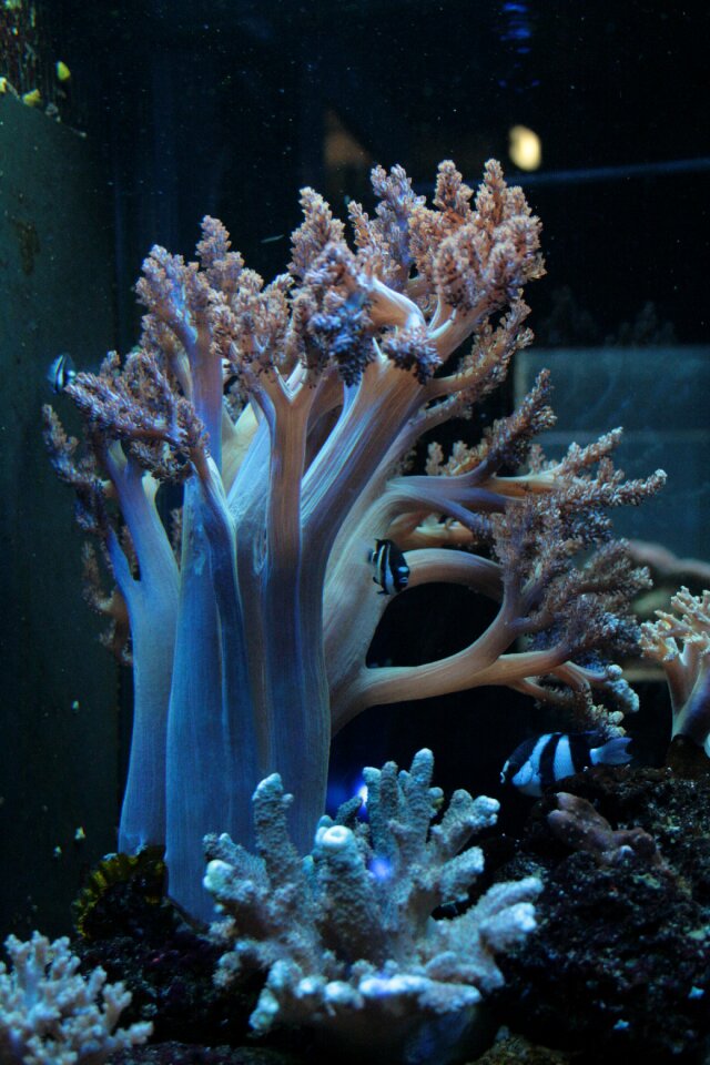 Coral aquarium marine life
