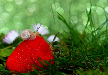 Close up snail shell slowly photo