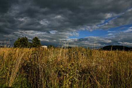 Grass high grass horizon