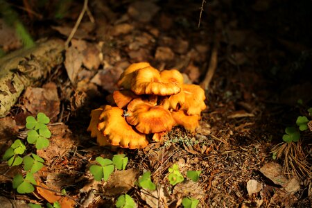 Mushroom chanterelle forest photo