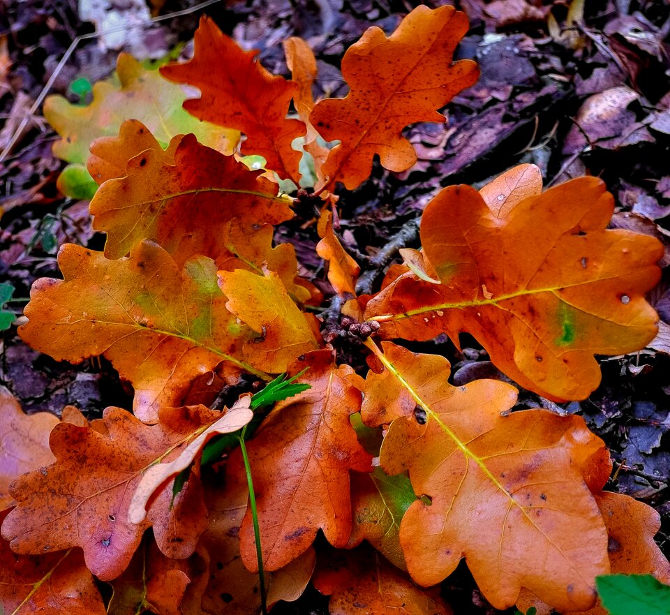 Fall nature season