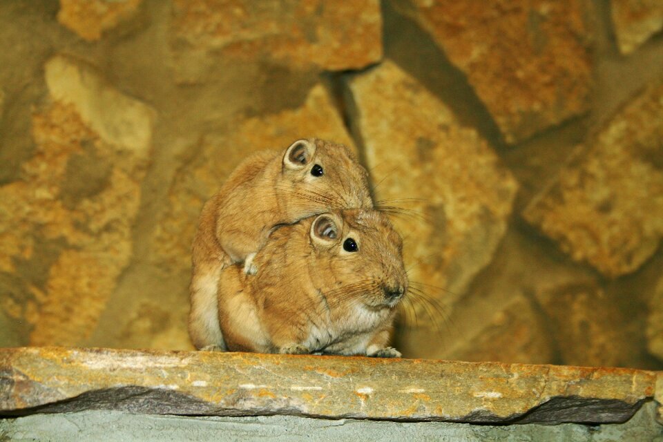 Gerbils rodents artis netherlands