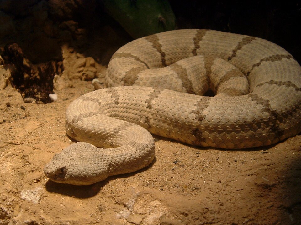 Reptile venomous dangerous