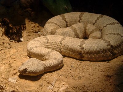 Reptile venomous dangerous