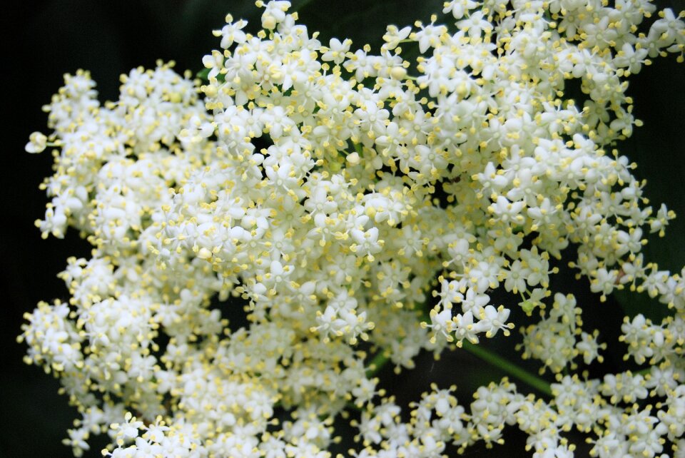 Tree common plants