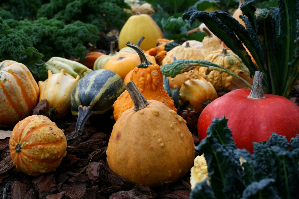 Gourds ornamental gourds ornamental crop