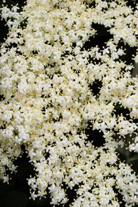 Tree common plants