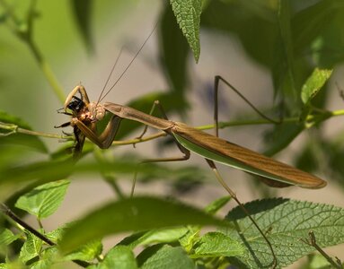 Mantids flight insect insect photo