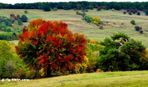 Autumn grass countryside photo