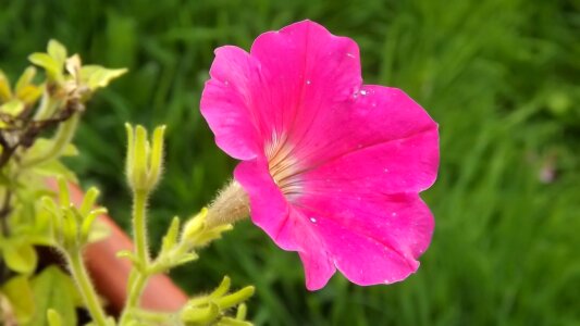 Natural blossom bloom