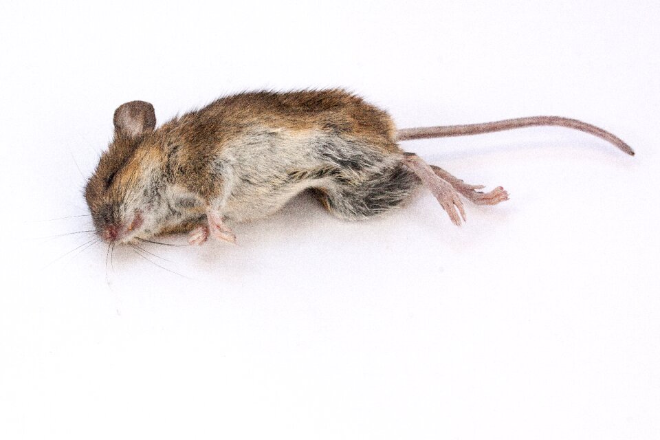 Dead dead mouse rodent