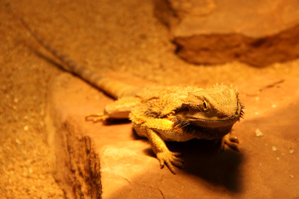 Animal animal world close up