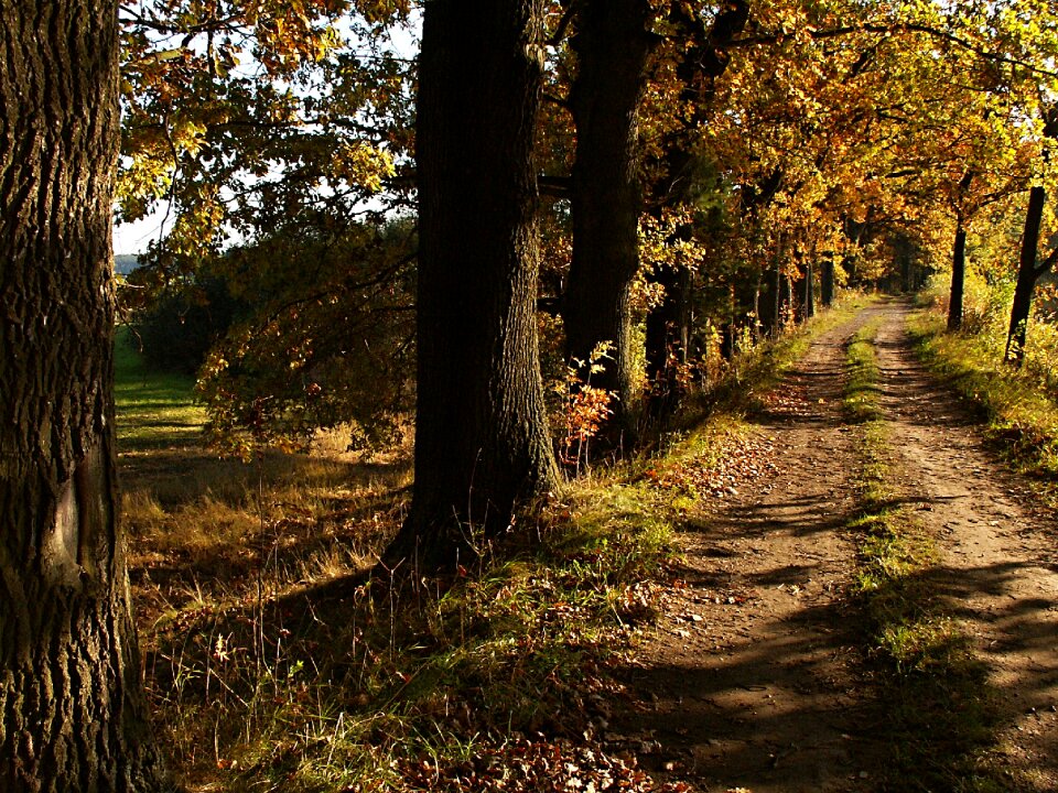 Path autumn tree branches