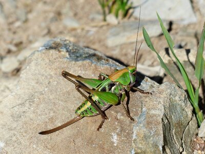 Insect wart biter decticus verrucivorus