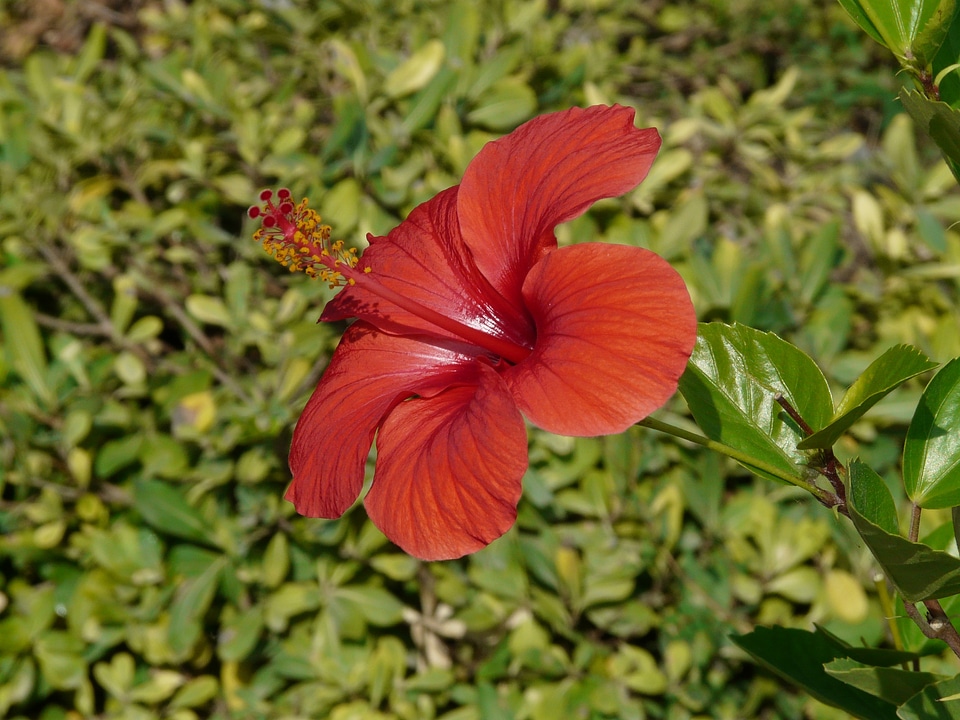 Malvaceae ornamental plant ornamental flower