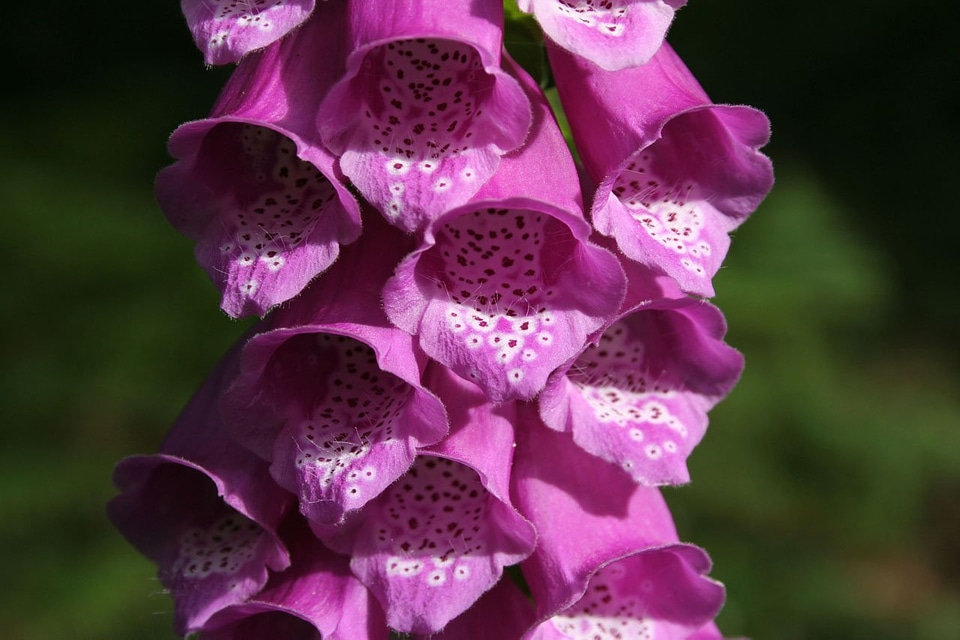 Detail digitalis flower photo