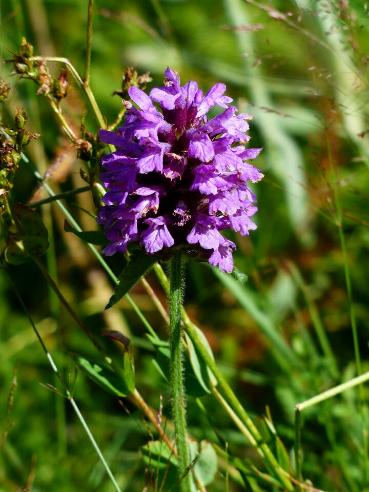 Bloom purple violet