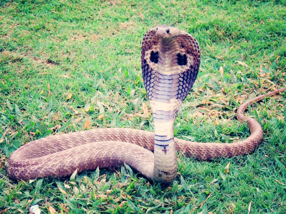 Reptile animal wild