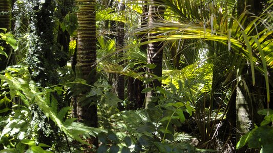 Amazon indians tree tropical vegetation photo