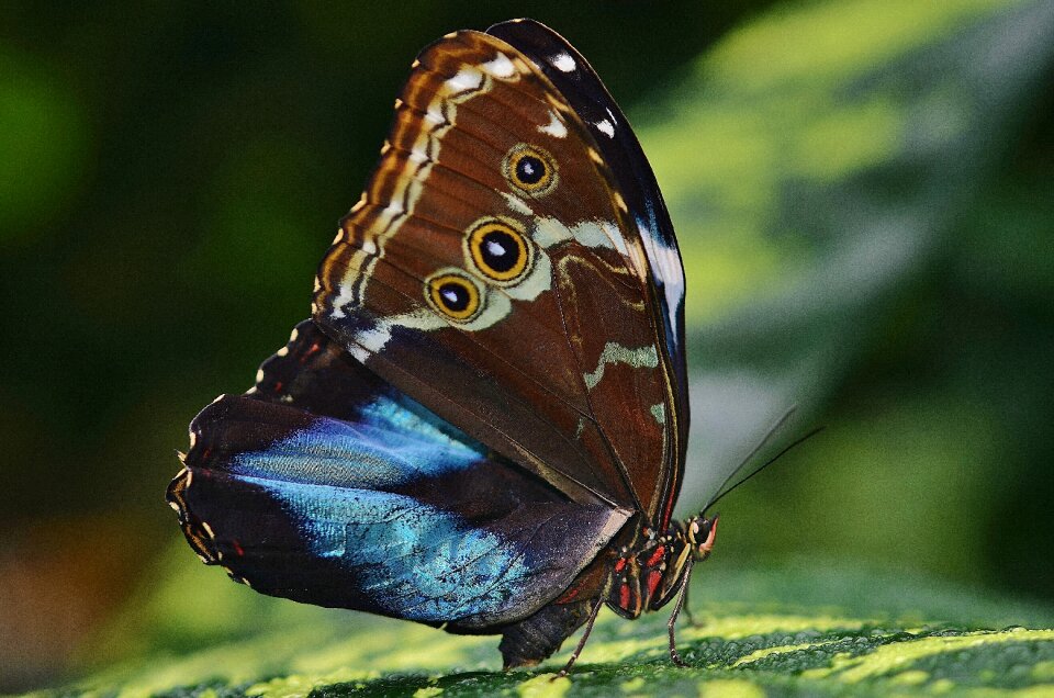 Butterflies insect nature