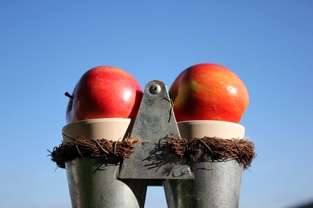 Apple nature red