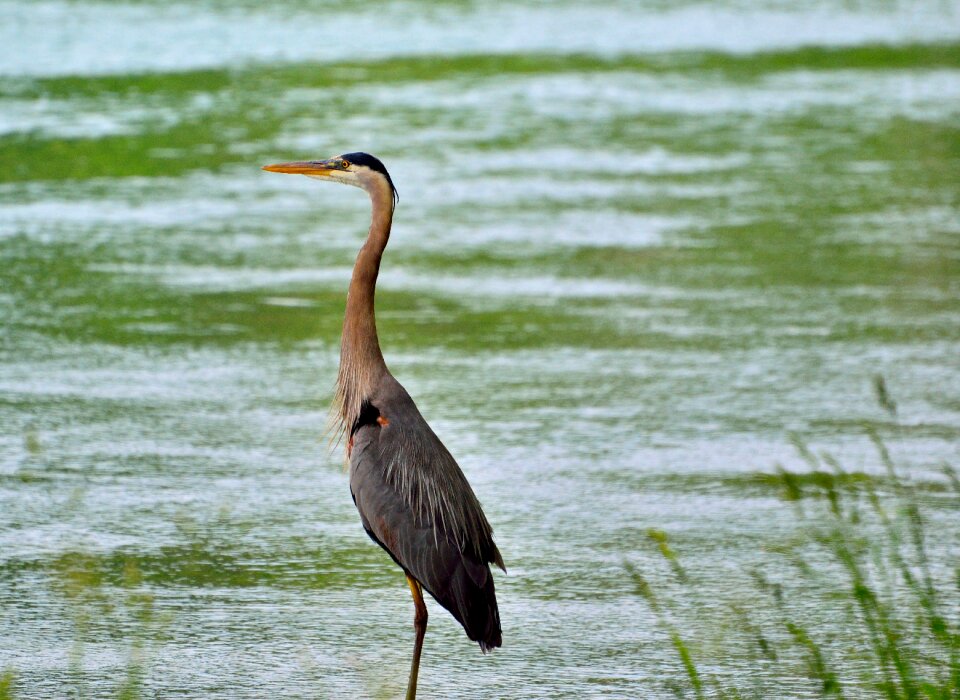 Water nature wildlife