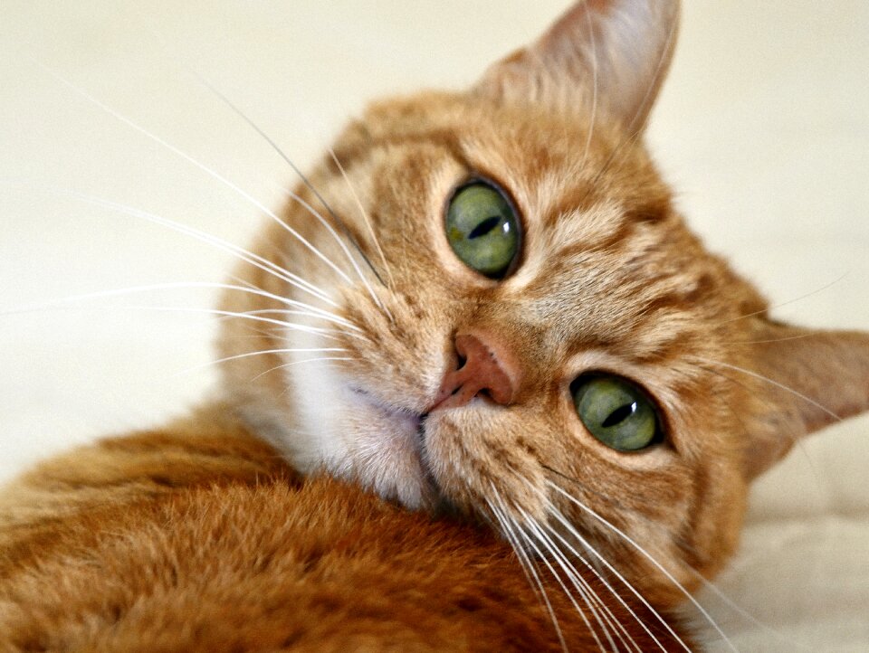 Cat face red cat kitten