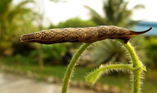 Caterpillar brown how a bough