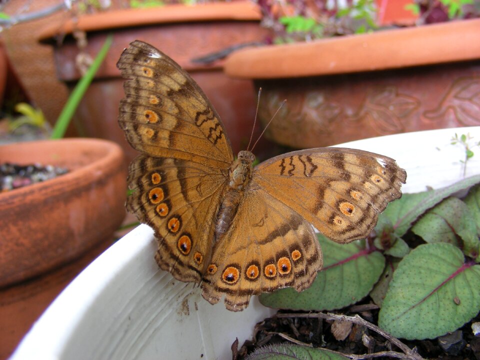 North queensland butterfly brown butterfly brown