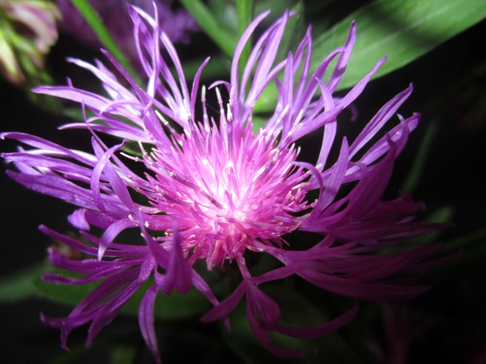 Pointed flower meadows knapweed purple