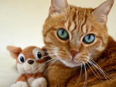 Feline red cat kitten photo