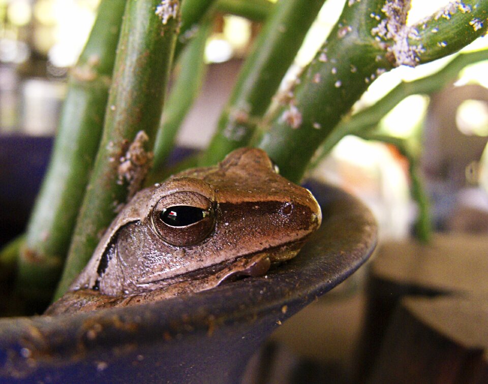 Frog brown in the vase
