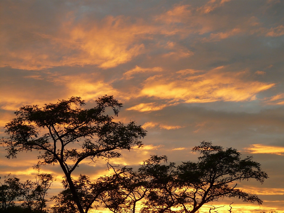 Sky caribbean acacia