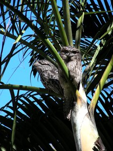 Camouflage australia australian birds