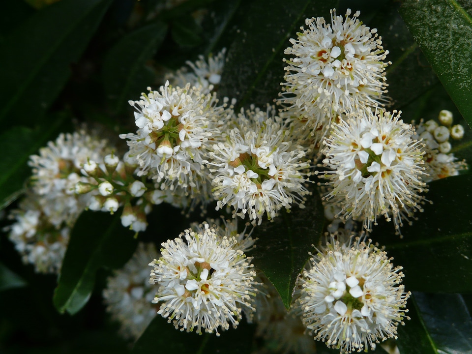 Bush blossom bloom