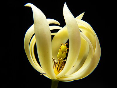 Bloom flower white