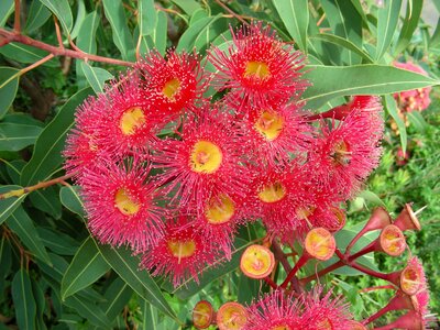 Flowers bush flowers flower photo