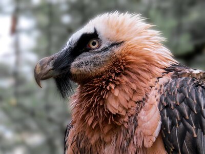 Bird bird of prey close up