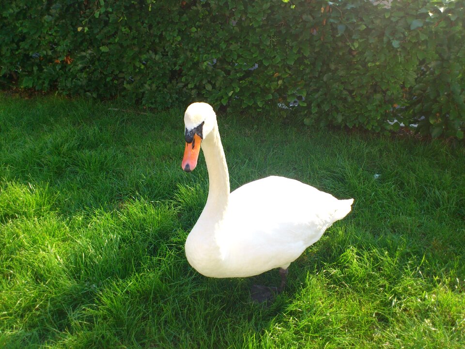 Animals birds meadow