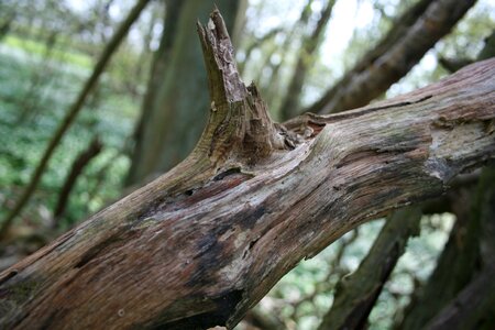 Branch dead broken