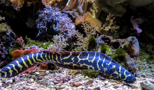 Sea animal blue deep sea