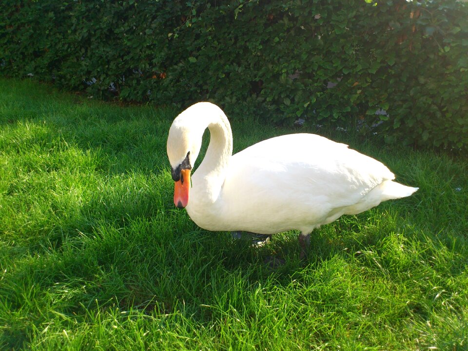 Animals birds meadow