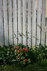 Vegetables garden spring