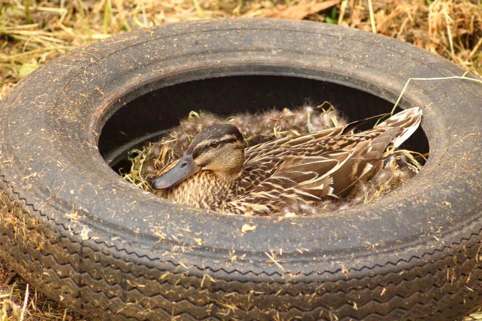Breeding end breed mallard