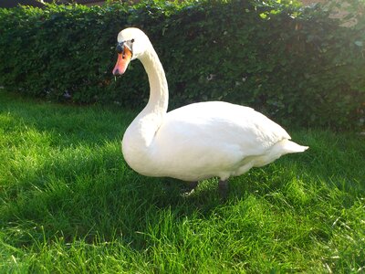 Animals birds meadow