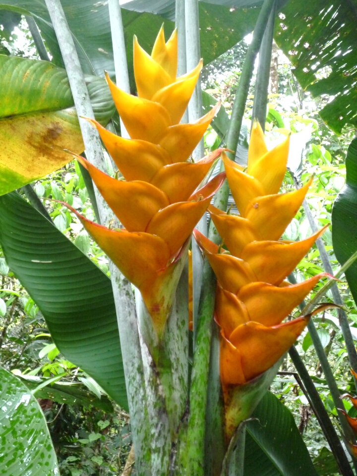 Yellow flowers balisiers nature
