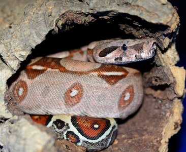 Boa constrictor imperator lurking close up