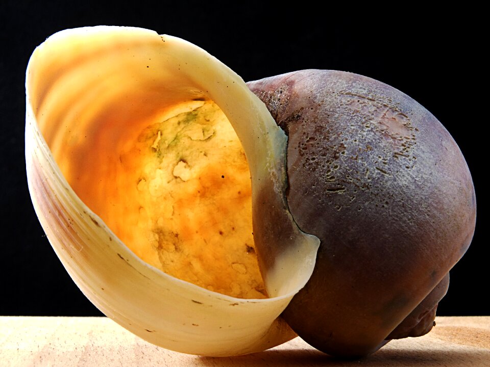 Snail shell bright close up